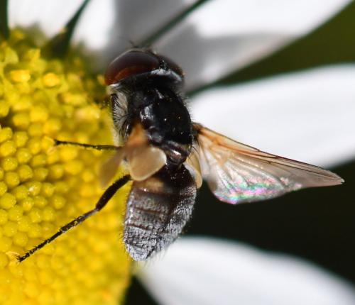 Réf. 267 112 : Elomya lateralis